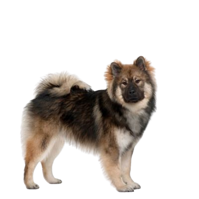 Assurance Eurasier  