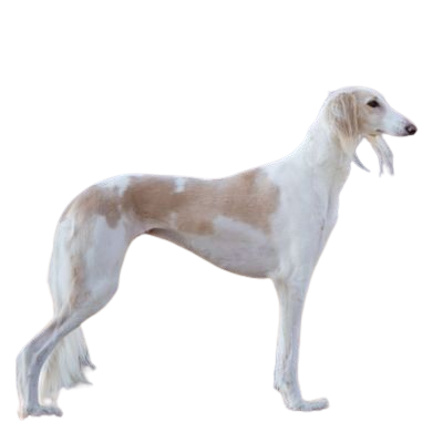 Assurance Saluki 