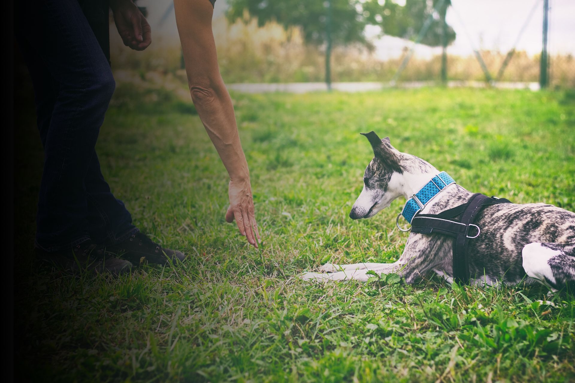 Les problèmes de comportement chez le chien