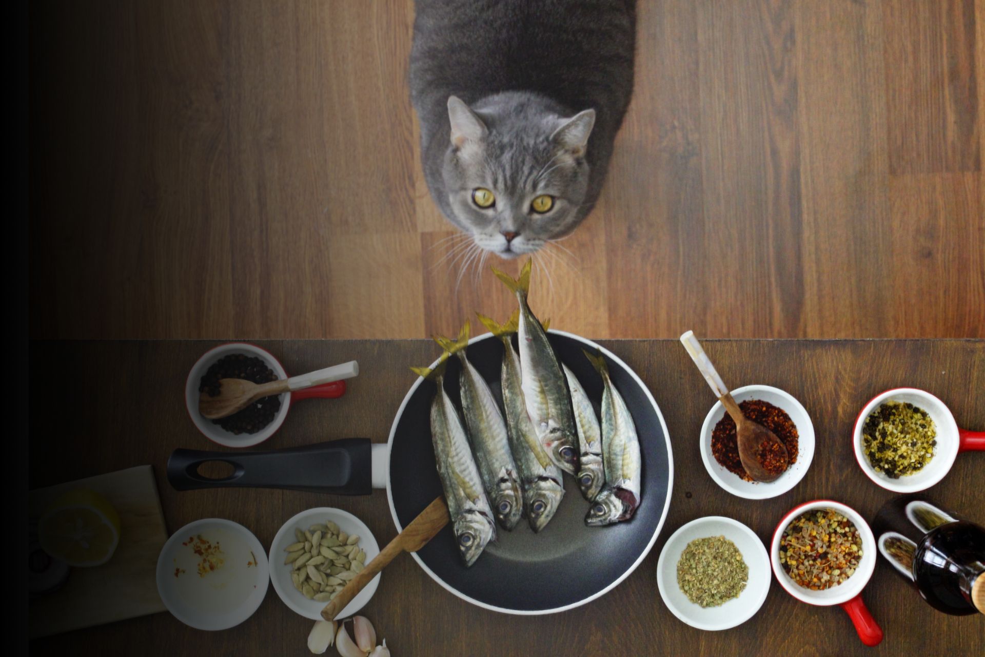 Top 10 des aliments toxiques pour les chats