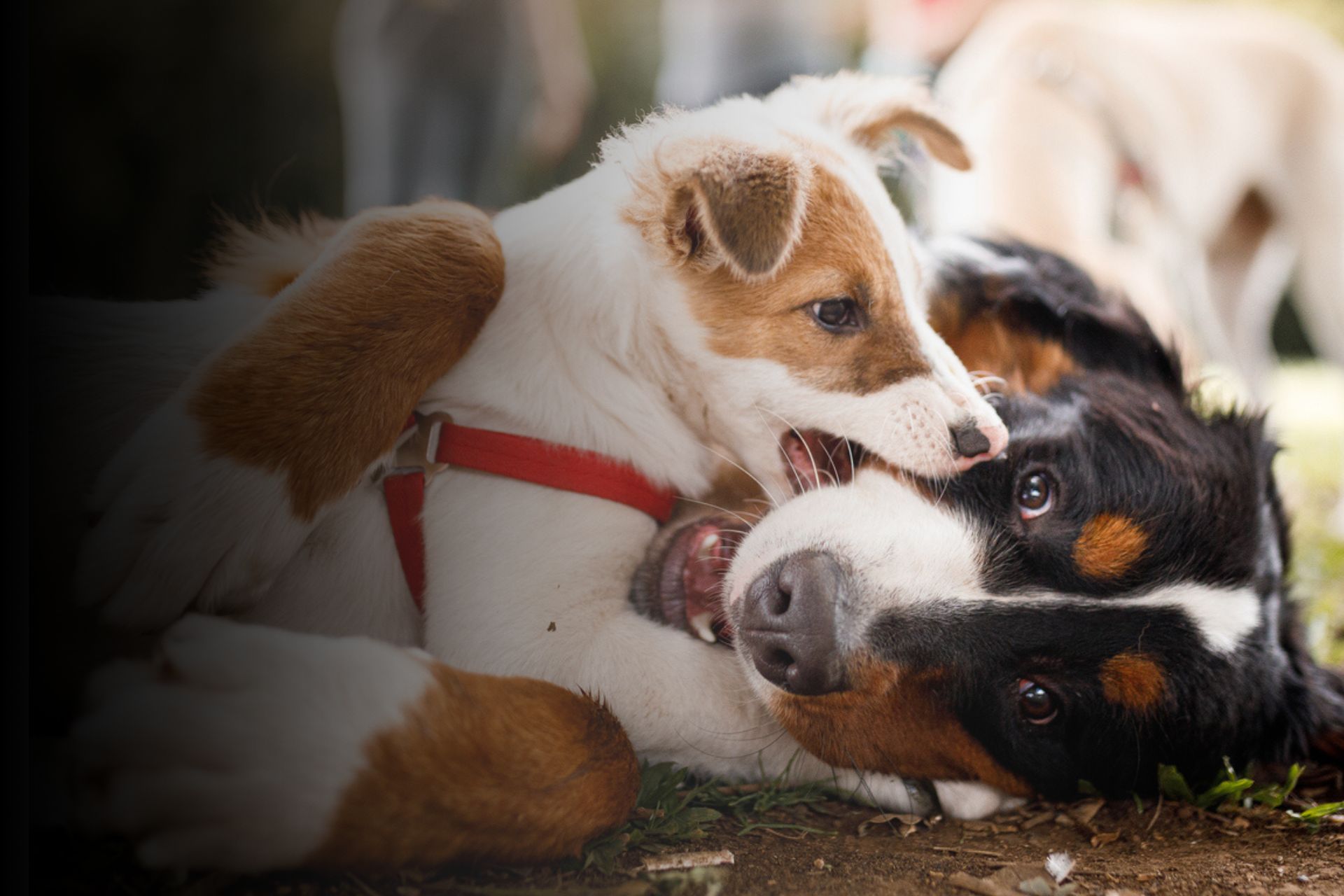 Tout savoir sur les croisements des chiens 