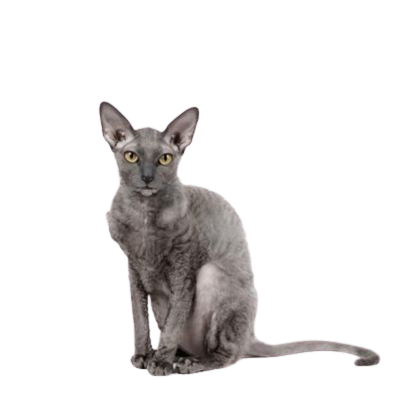 Cornish Rex