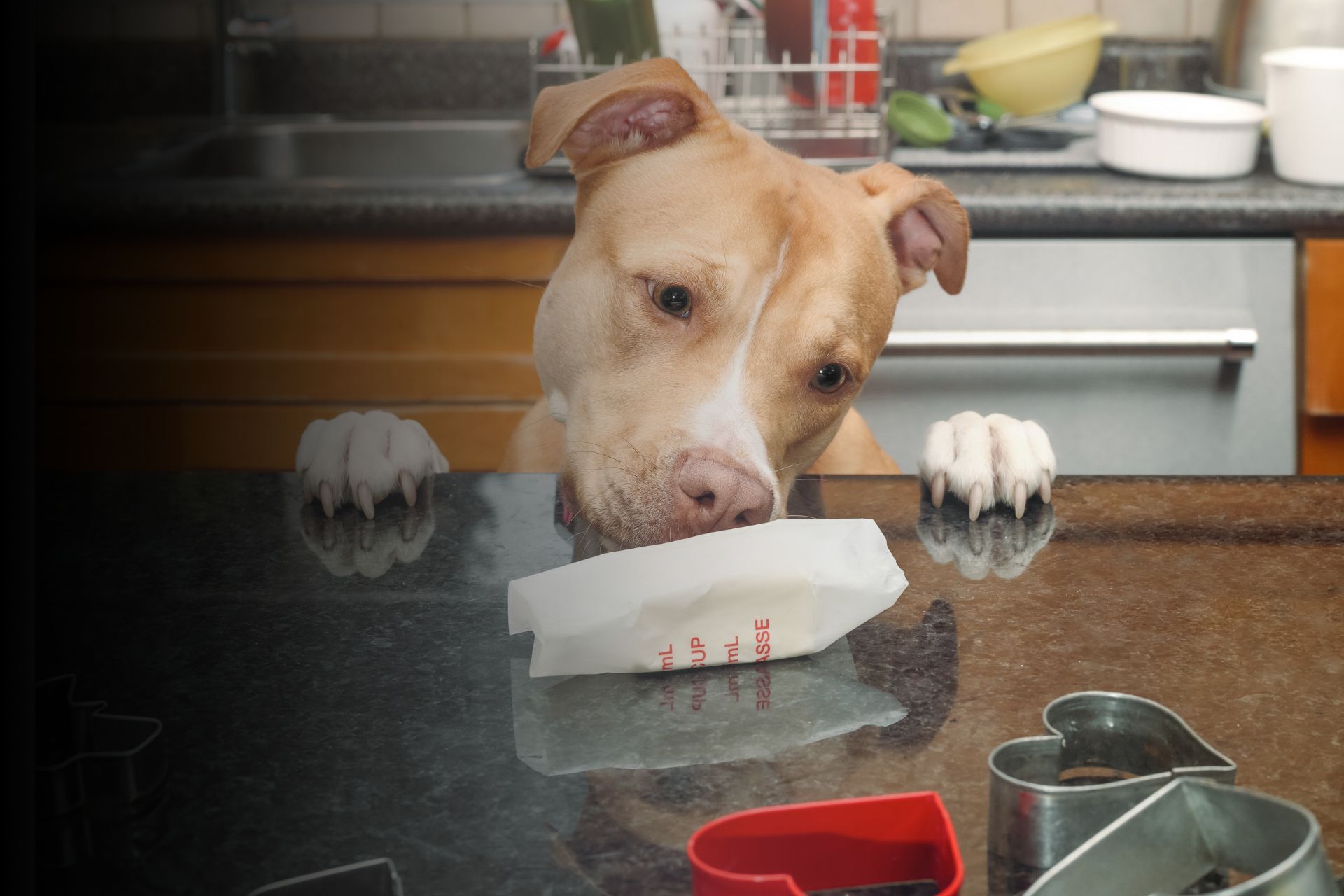 Top 10 des aliments toxiques pour les chiens