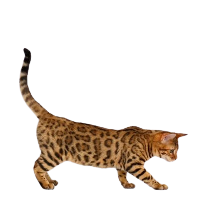 Assurance Toyger  