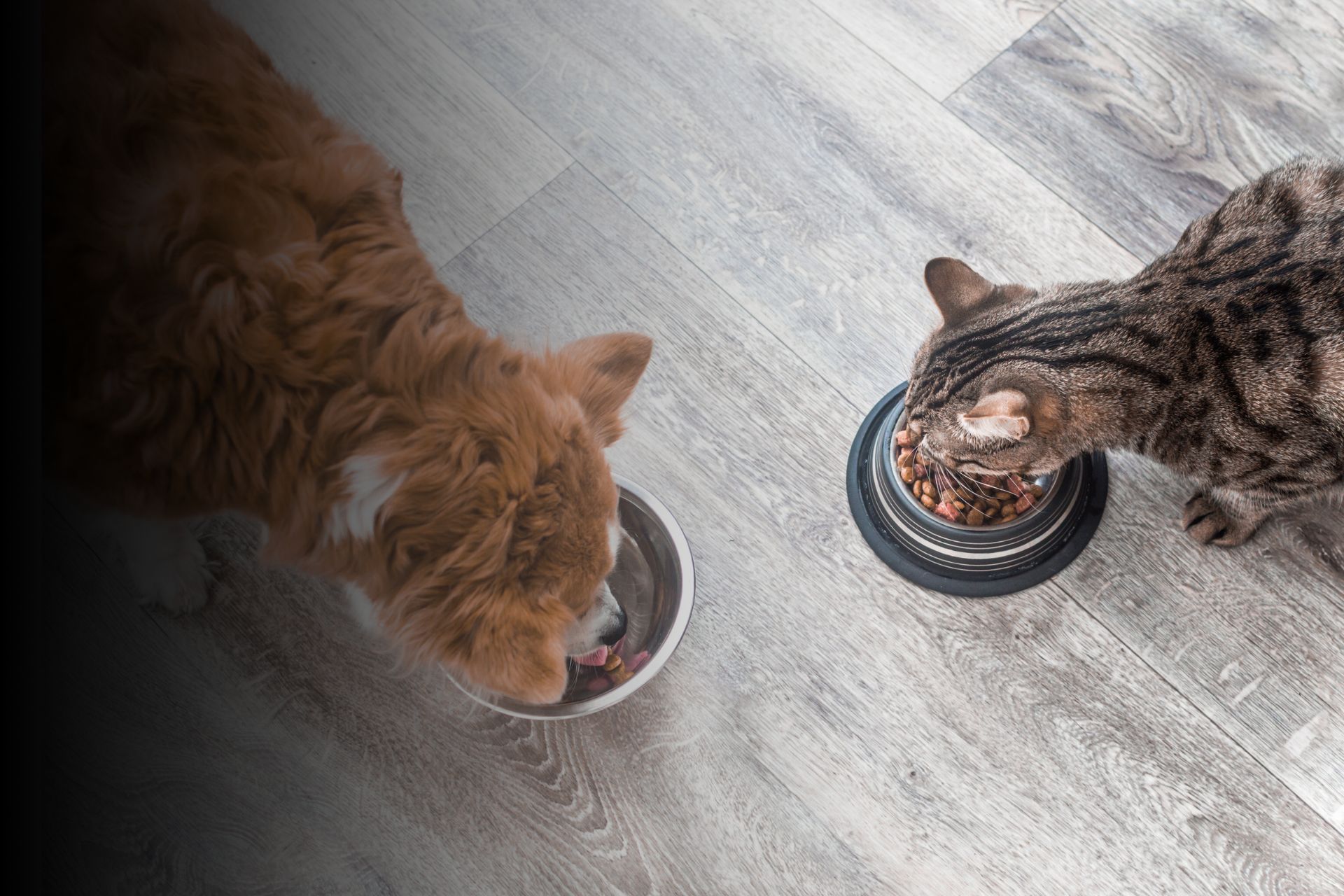 Alimentation animaux : comment bien choisir l'alimentation de mon chien ou de mon chat ?