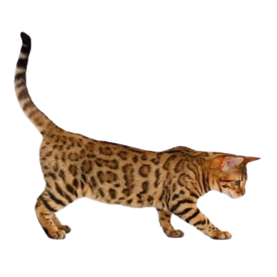 Pour un California Spangled de 3 ans