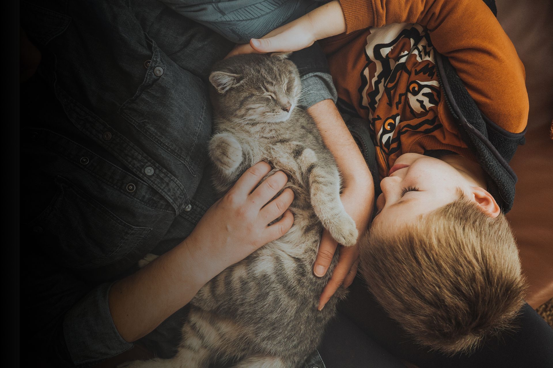 Tout savoir sur les croisements des chats  