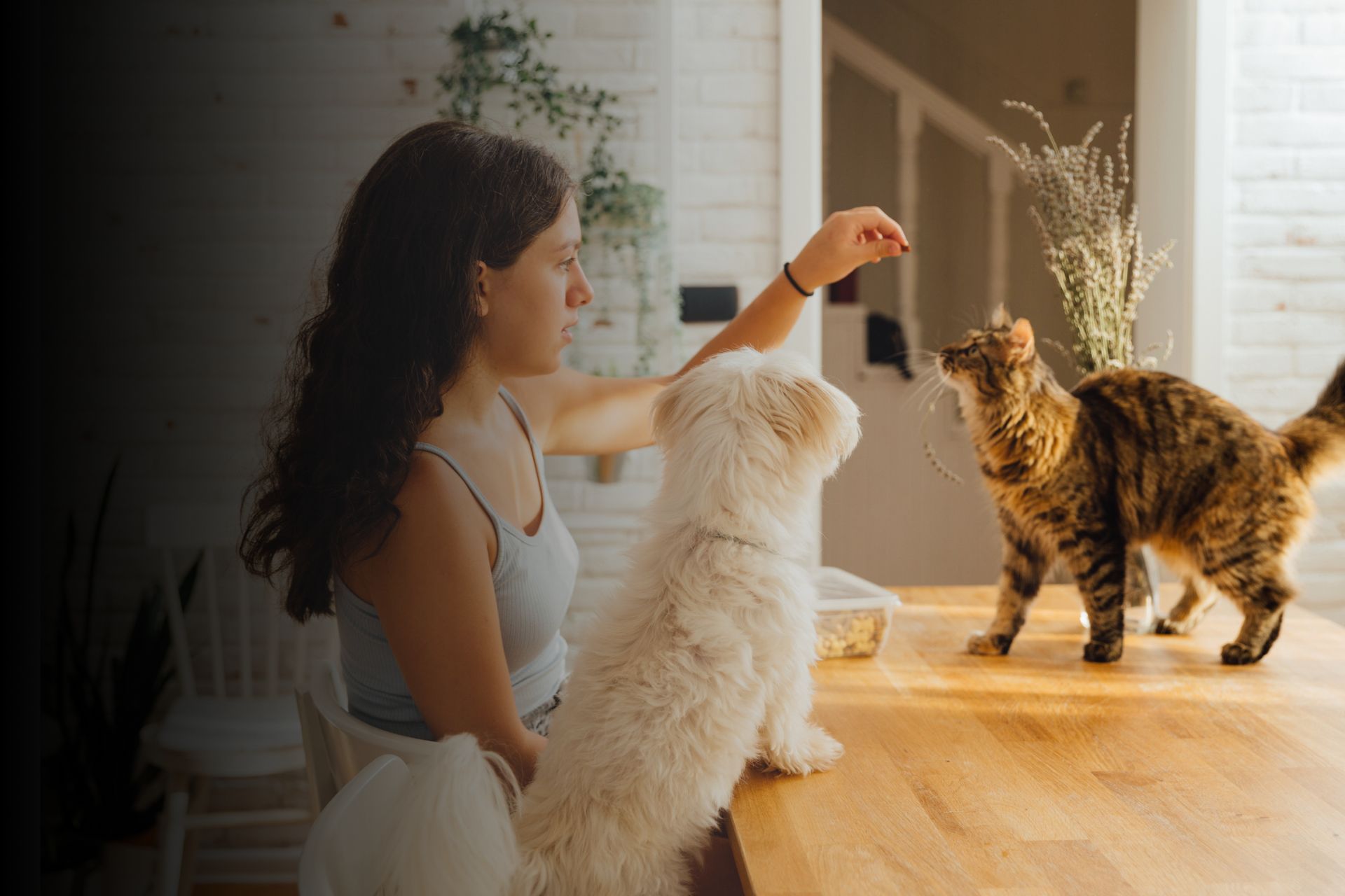 L'éducation de base chez les animaux : comment s'y prendre ? 