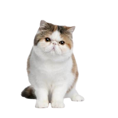 Assurance Exotic Shorthair 