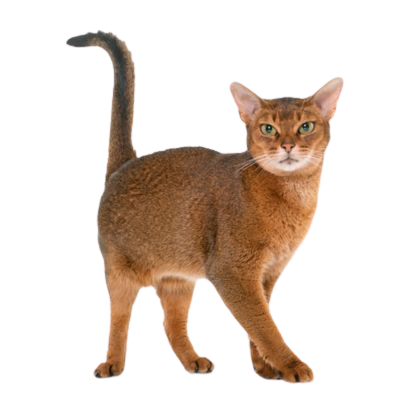 Pour un Abyssin de 3 ans