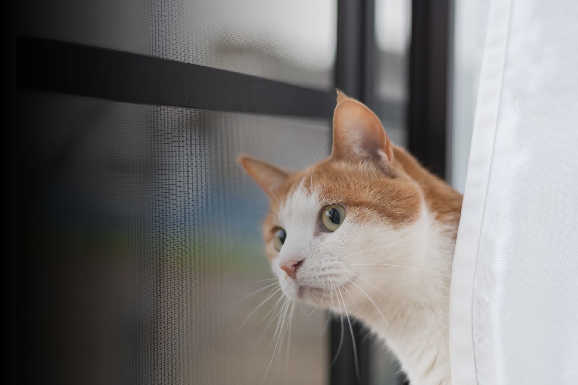 Chat d'intérieur ou d'extérieur ? Les astuces et conseils pour votre chat