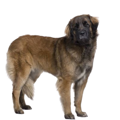 Pour un Leonberger de 3 ans