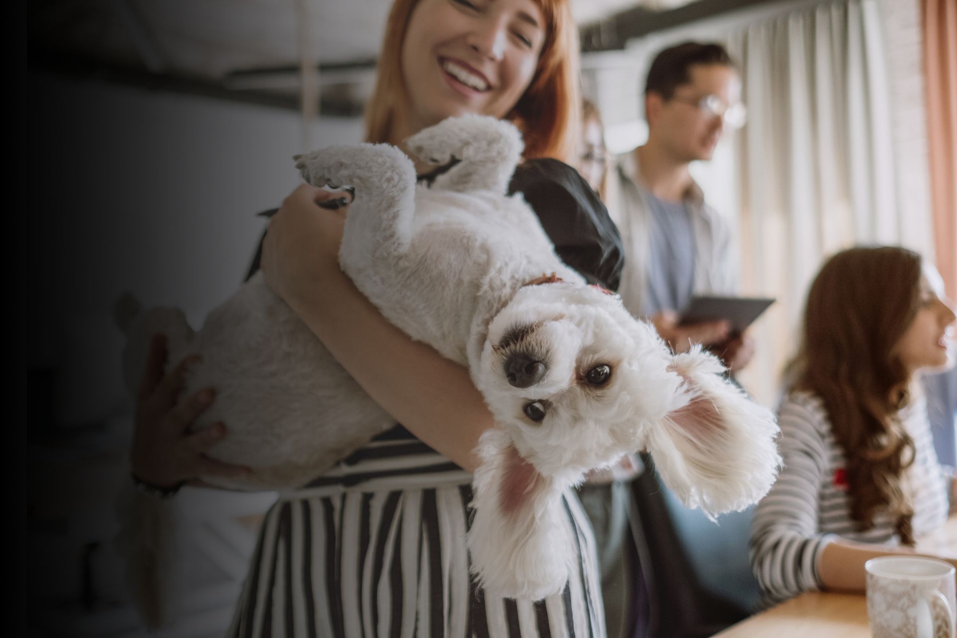 Nouveauté assurance animaux : des formules éco pour assurer seulement l’essentiel pour vos boules de poils