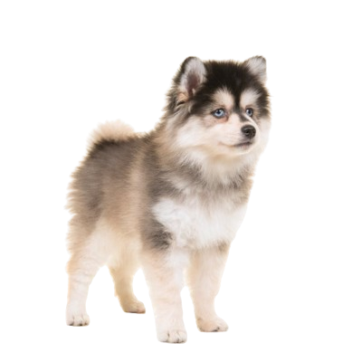 Assurance Pomsky 