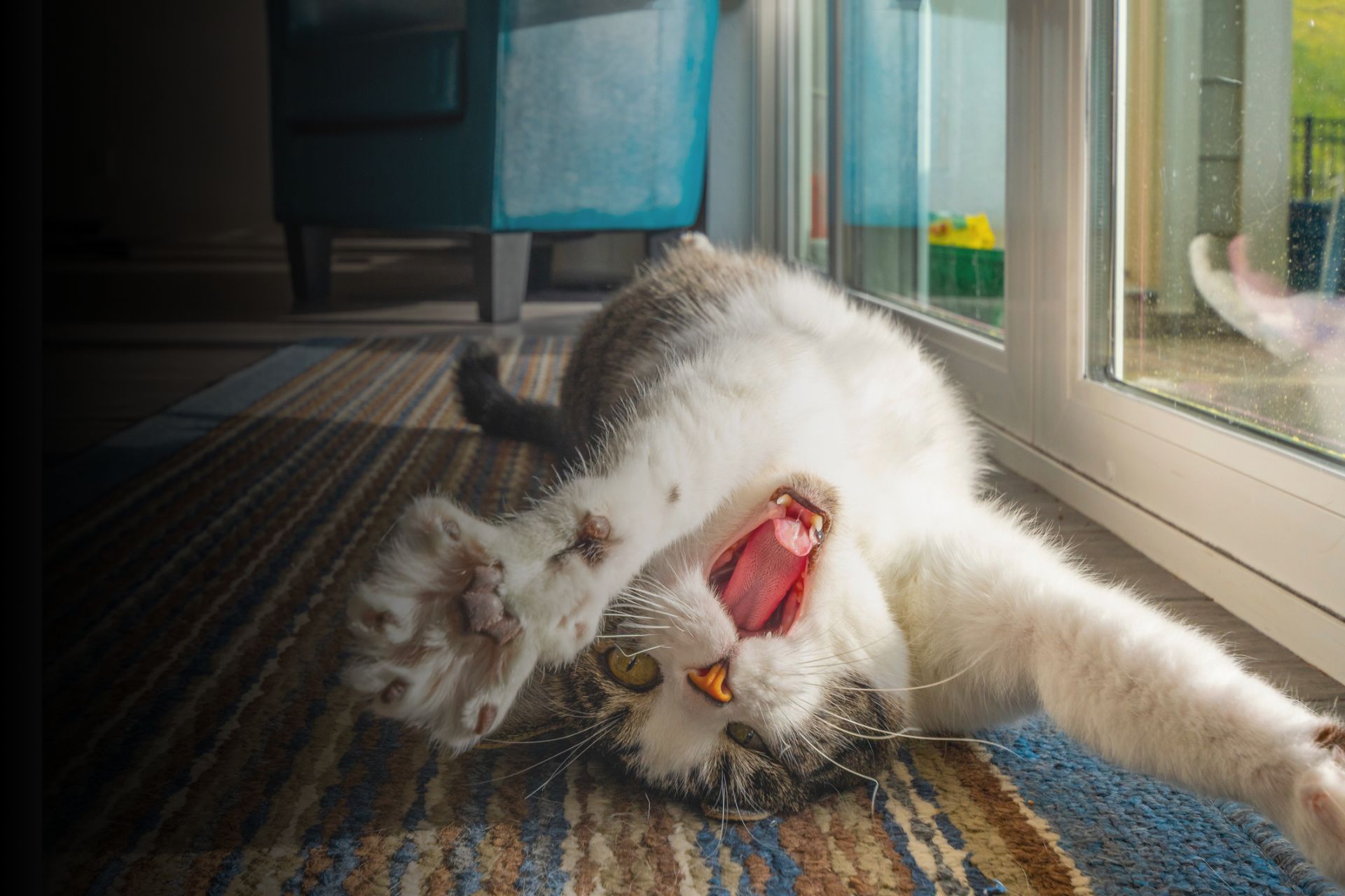 Les problèmes de comportement chez le chat