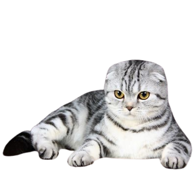 Assurance Scottish Fold 