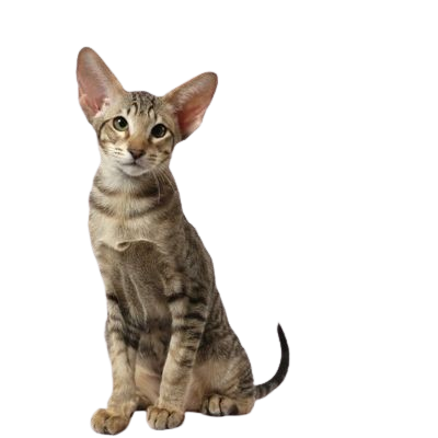 Assurance Chat Oriental 