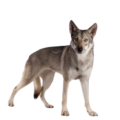 Assurance Chien Loup