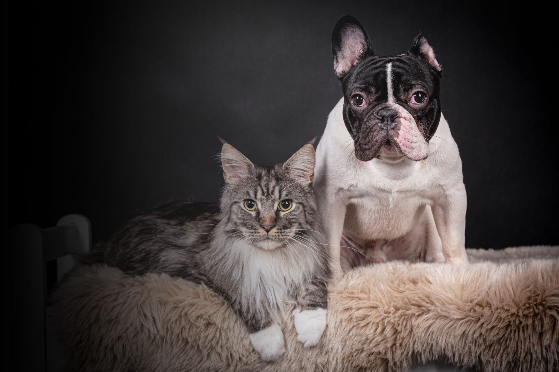 L'hypertype chez les animaux : qu'est-ce que c'est ?