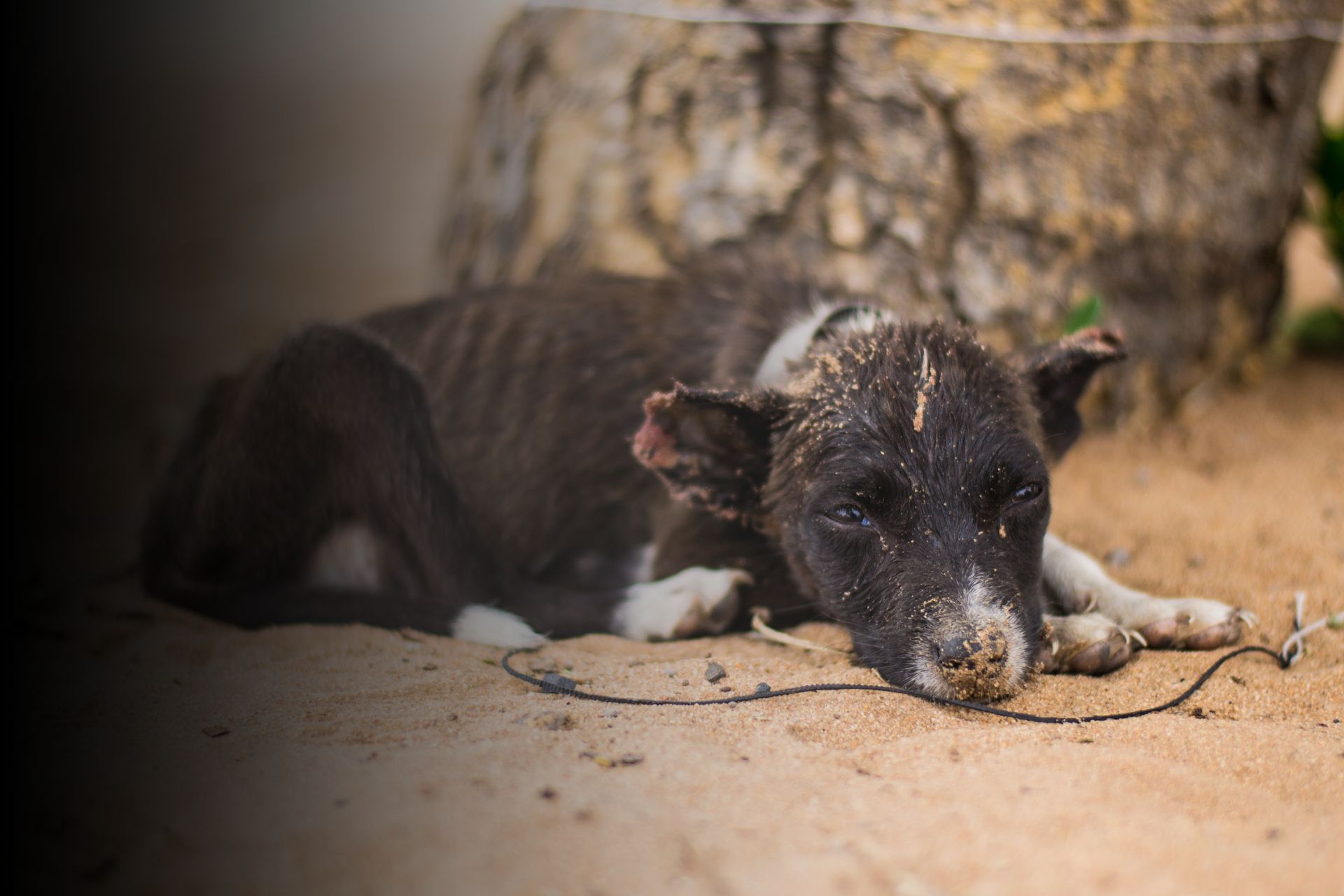 Maltraitance animale : comment agir ?