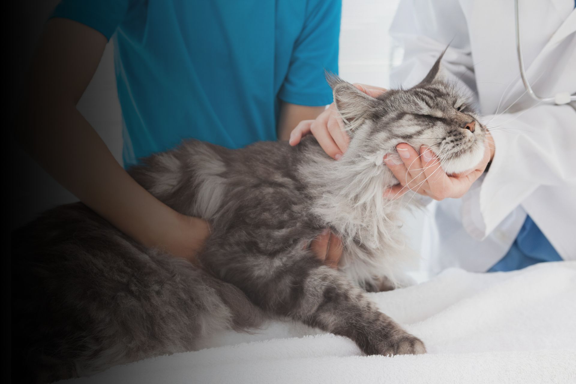 Les médecines douces : des remèdes qui font leurs effets  