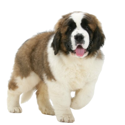 Assurance Saint-bernard