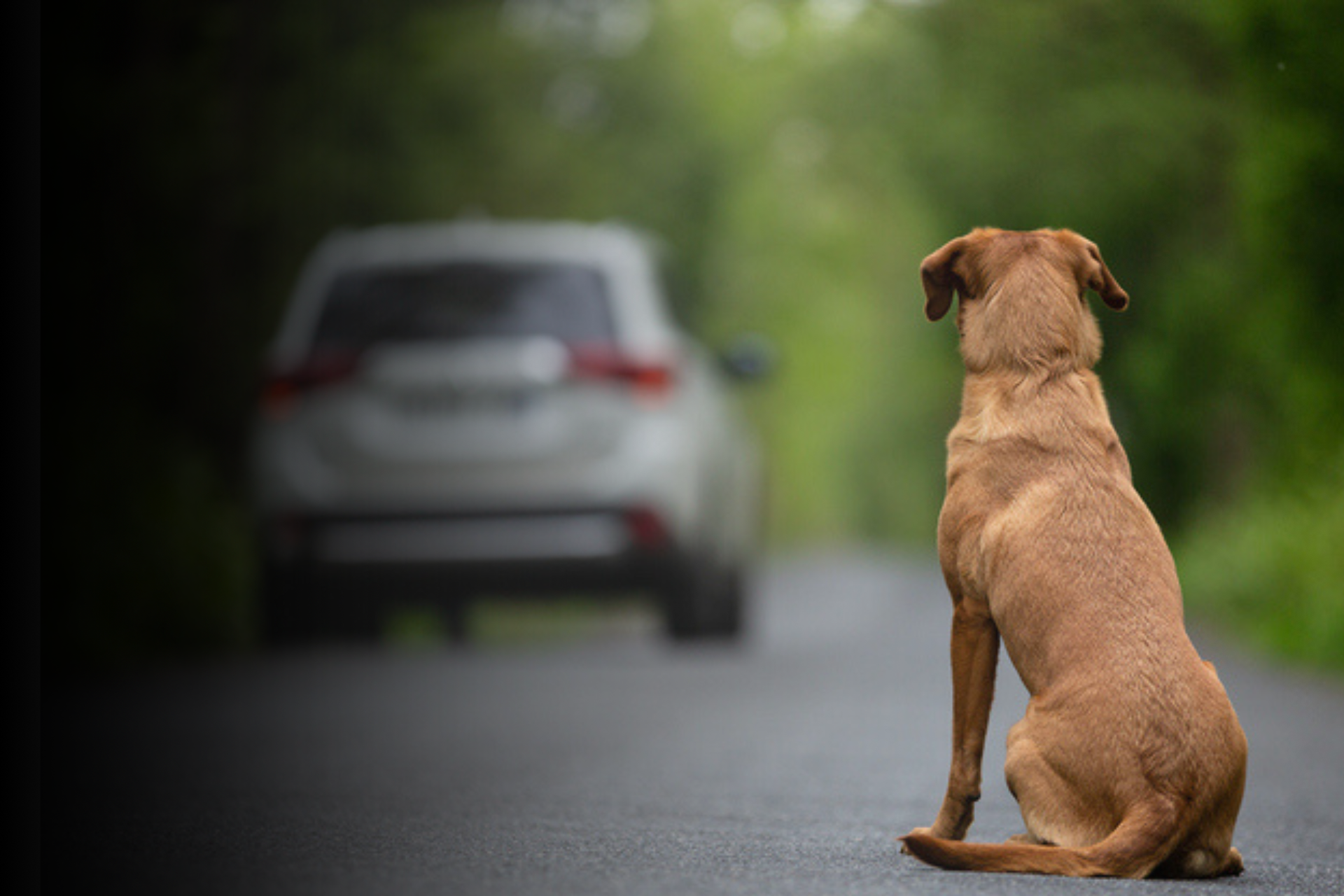 Abandon animaux : les chiffres été 2024