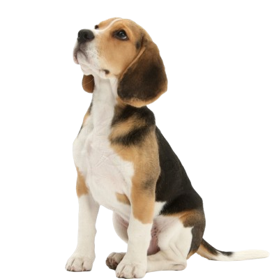 Assurance Beagle