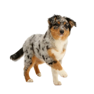 Assurance Berger Australien