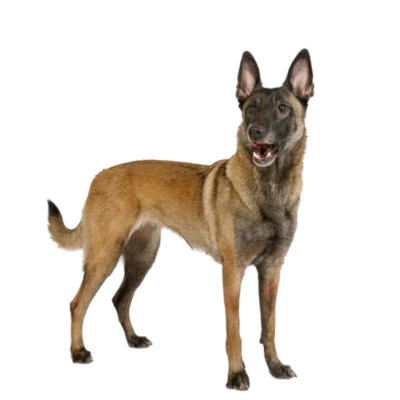 Assurance Berger belge malinois