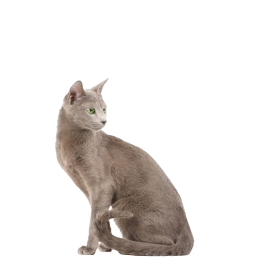 Assurance Bleu Russe