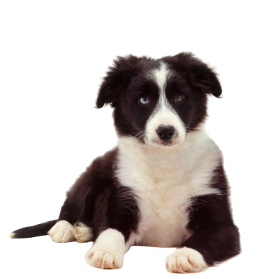 Assurance Border Collie