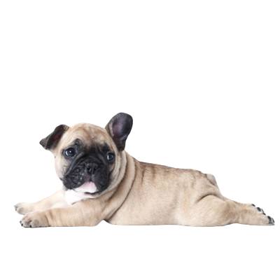 Assurance Bouledogue français