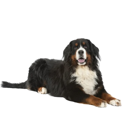 Assurance Bouvier Bernois