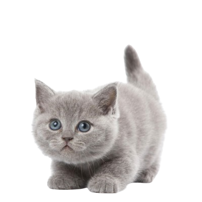 Assurance British Shorthair