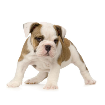 Assurance Bulldog Anglais