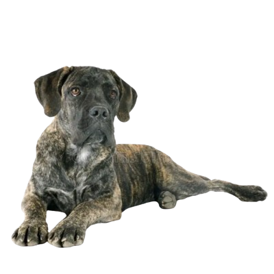 Assurance Cane Corso