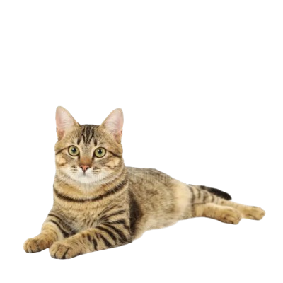 Assurance Chat Européen