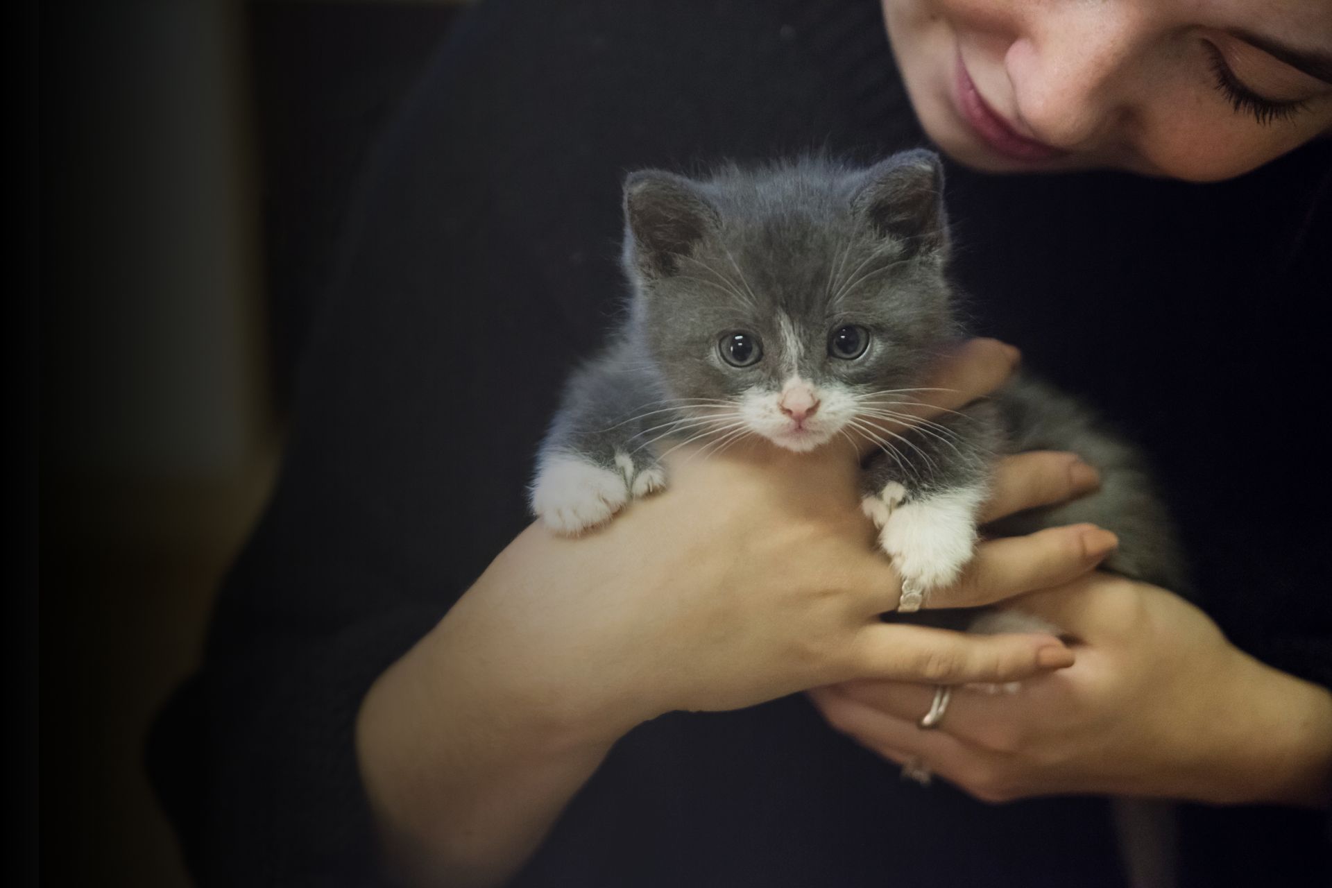 Chat polydactyle : qu'est-ce que c'est ?