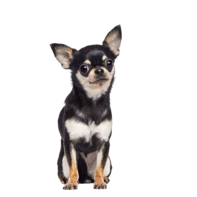 Assurance Chihuahua