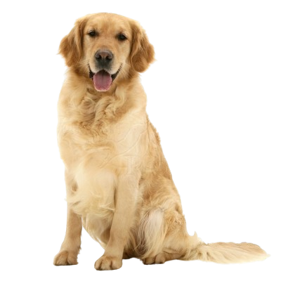 Assurance Golden Retriever 