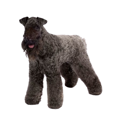 Assurance Kerry blue terrier  