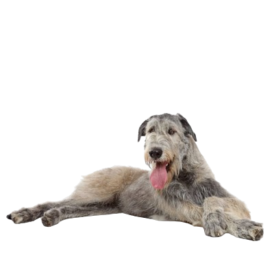 Assurance Levrier écossais 