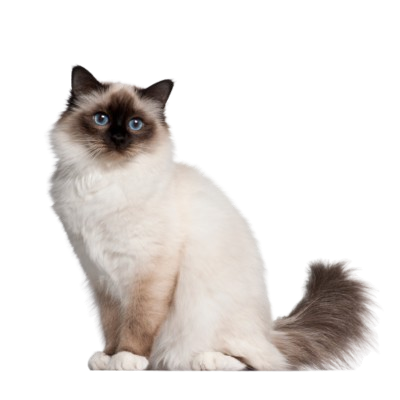 Assurance Sacré de Birmanie  