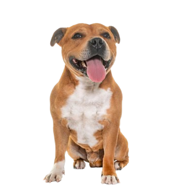 Assurance Staffordshire Bull Terrier 