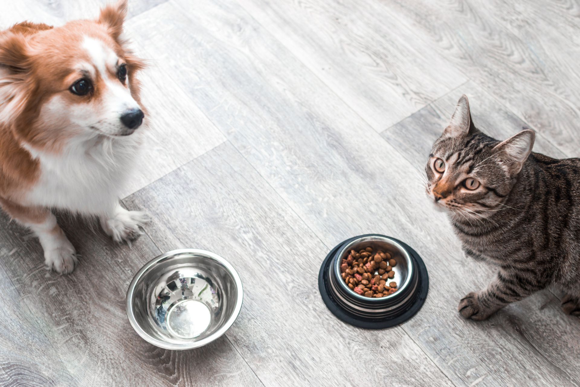 Vrai ou faux : l'alimentation sans céréales est-elle bénéfique pour nos chiens et chats ?