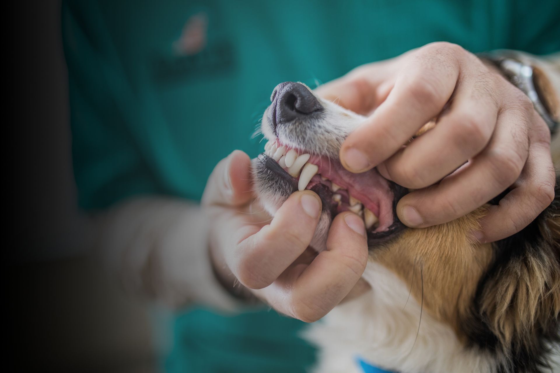 Hygiène dentaire animaux : quelles sont les bonnes pratiques ? 