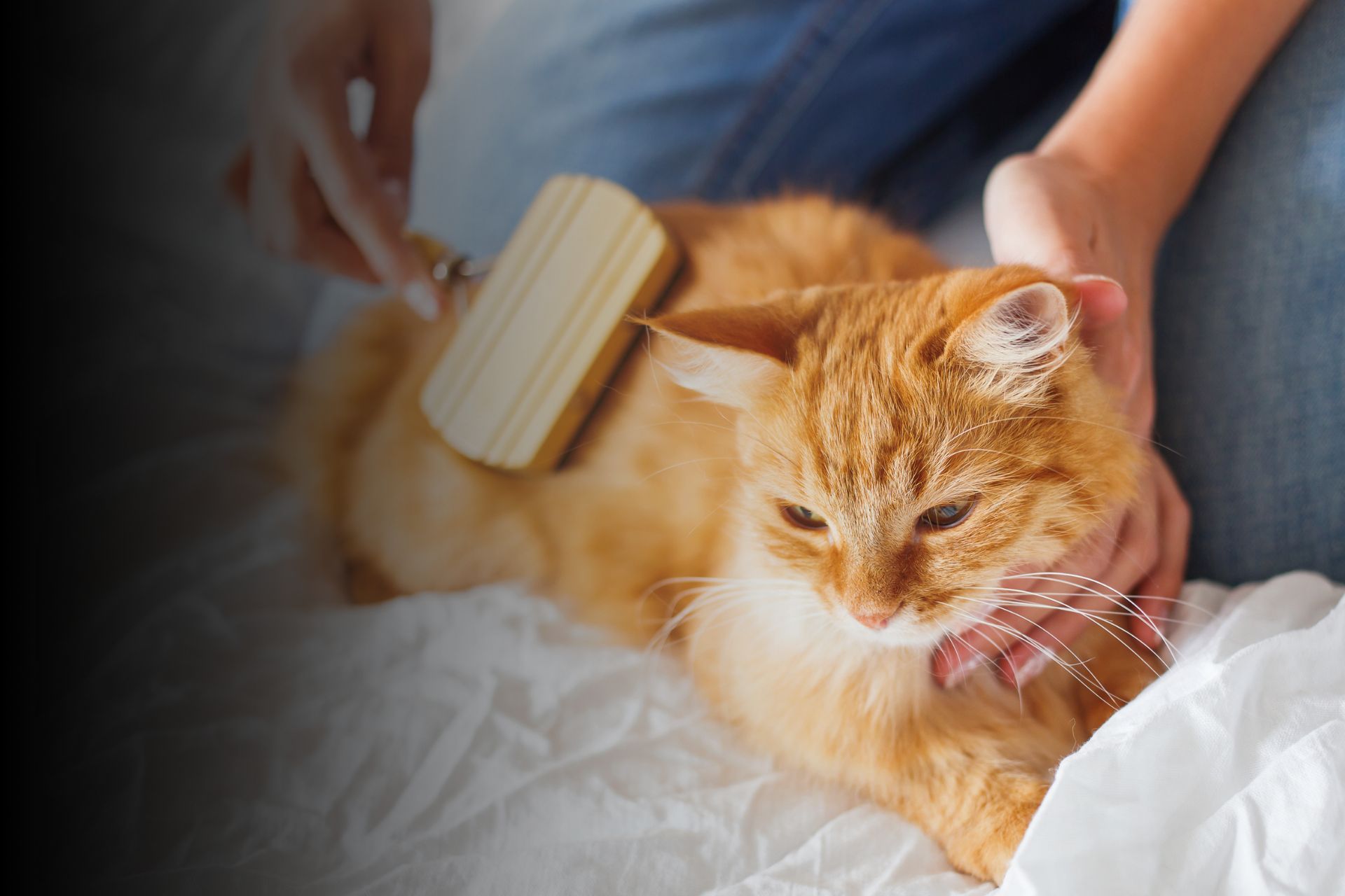 Quels sont les produits de soin à avoir pour mon chat ?
