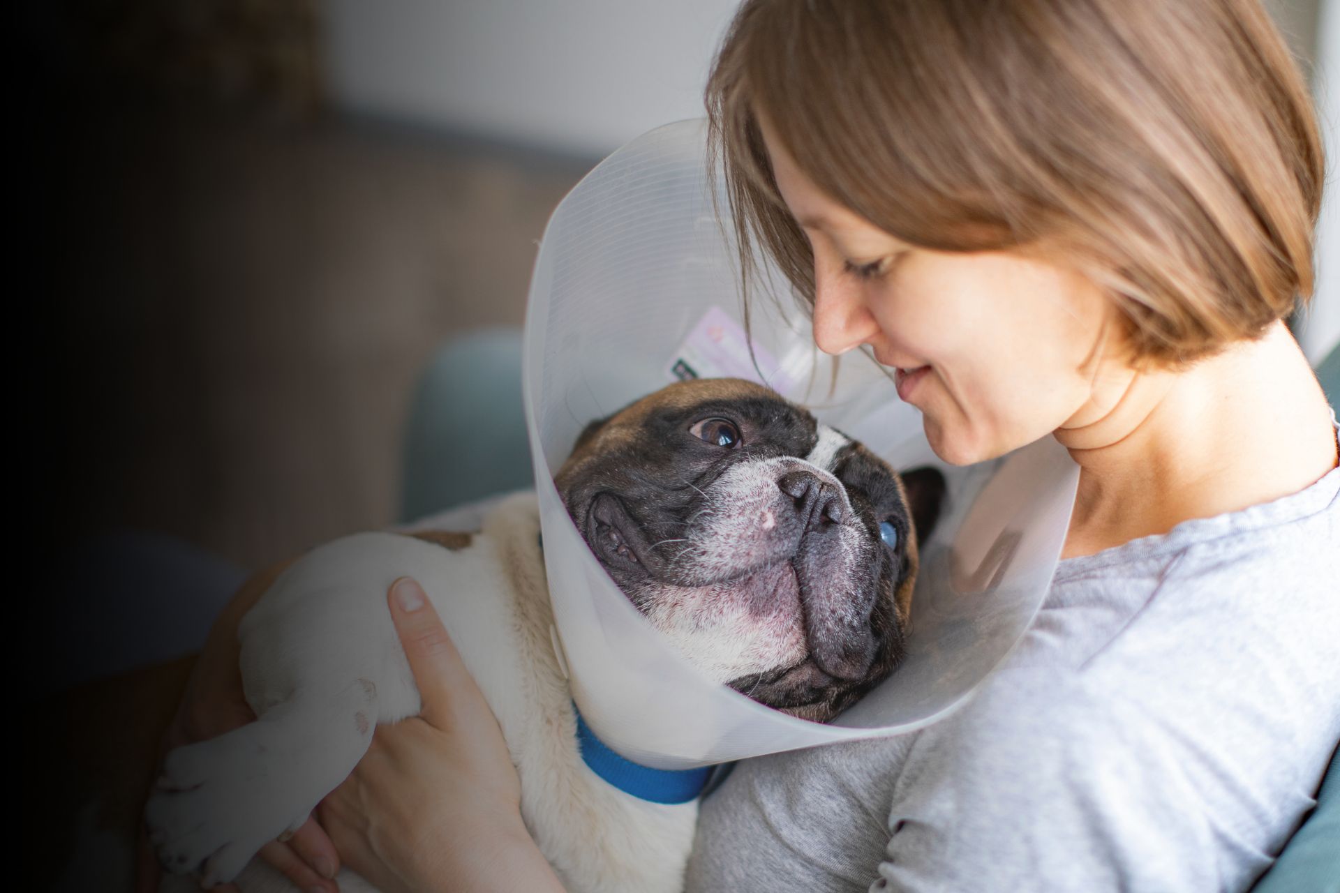 Produits de soin pour mon chien : quels sont les indispensables à avoir ?