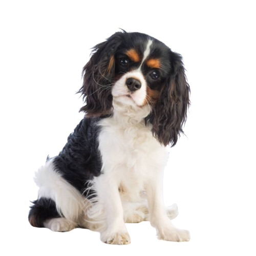 Assurance Cavalier King Charles 